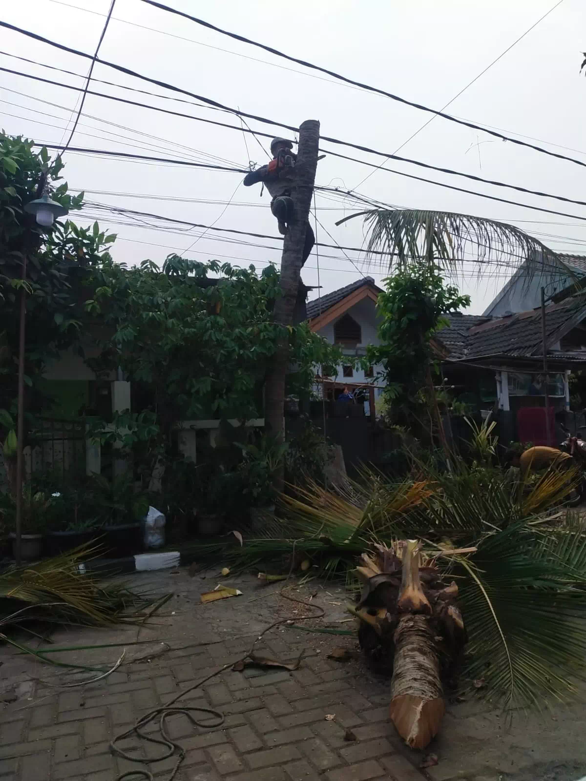 Pohon palem yang sudah dibongkar di halaman rumah