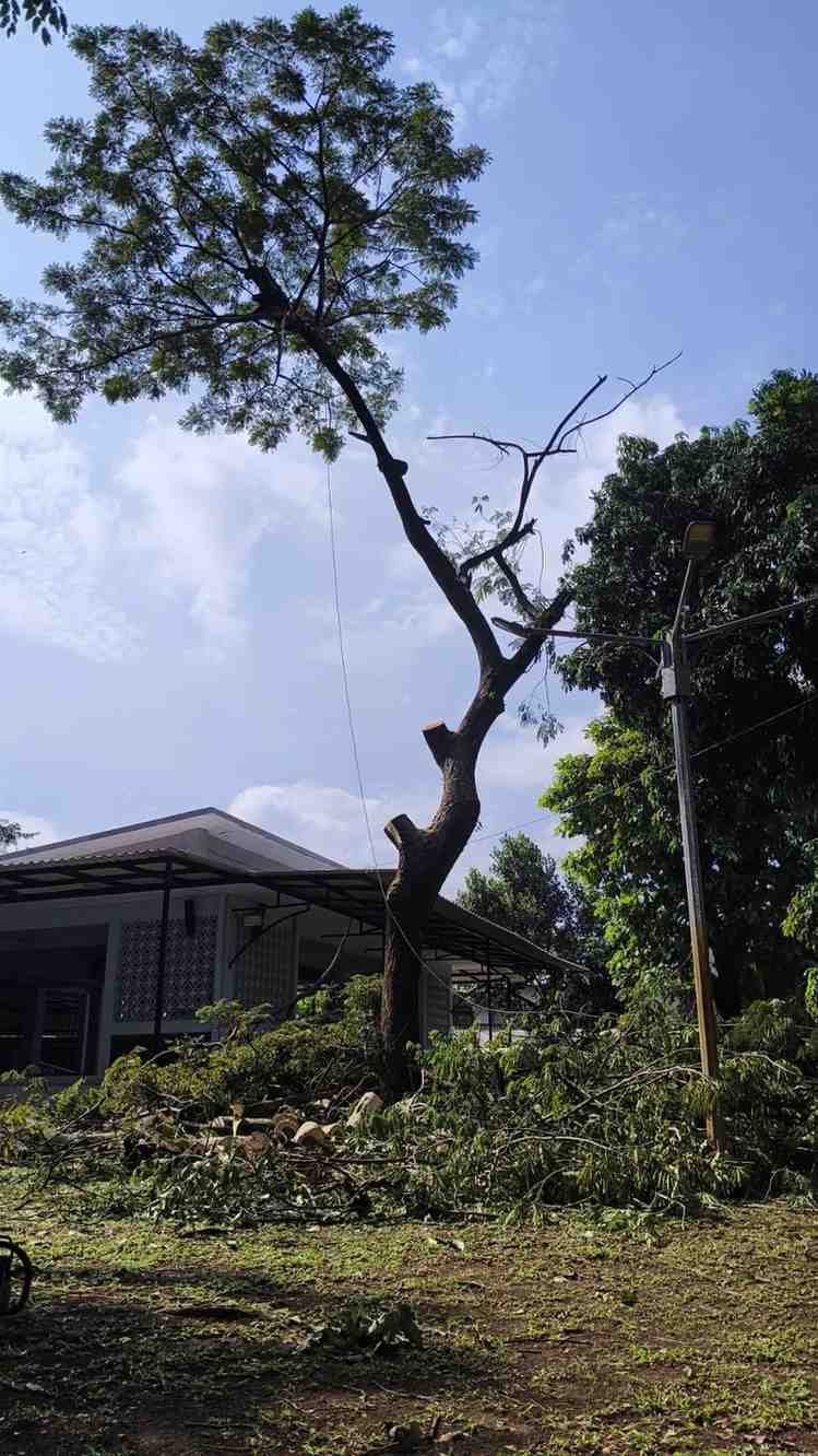 Pohon tinggi yang sedang dipangkas dahannya