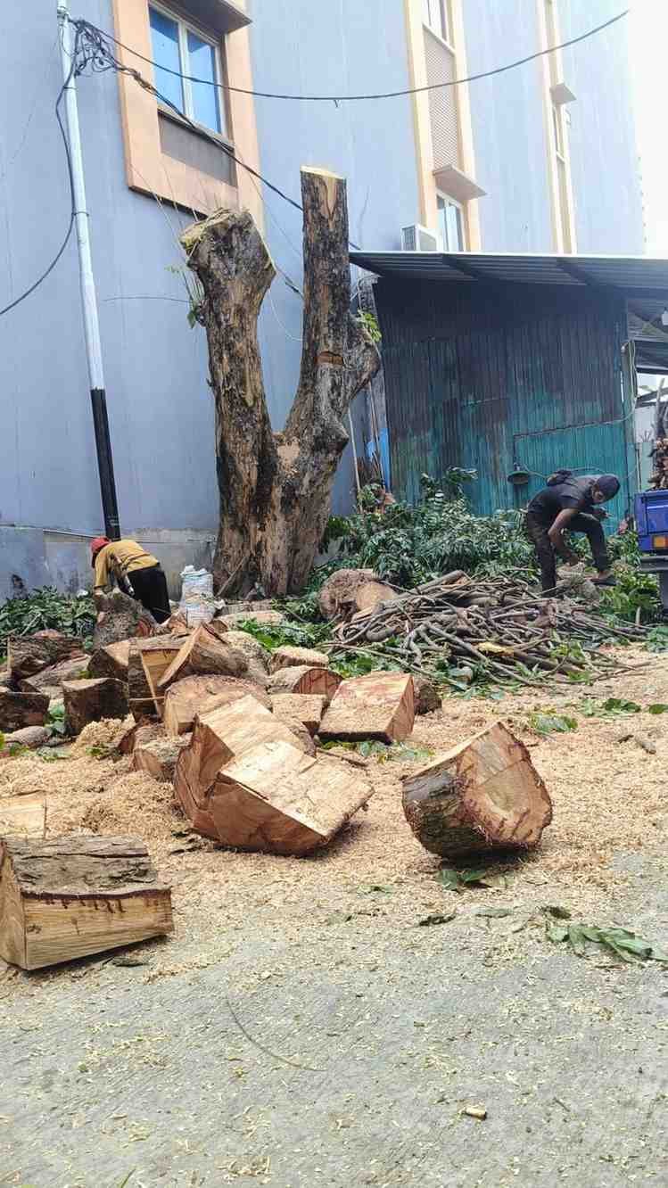 Potongan batang pohon hasil penebangan di halaman gedung